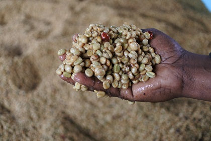 キリマンジャロ